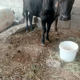 göle