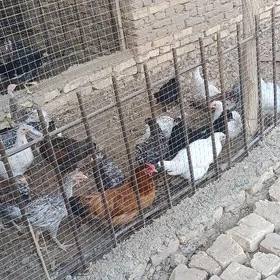 Towuk juyje