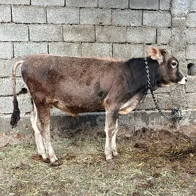 Şwes öküz