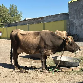 GOLELI SYGYR