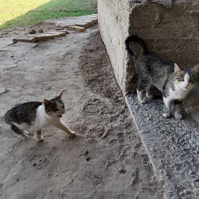 pişikler mugt