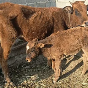 1 goleli sygyr 1 tuwe 3 yasan