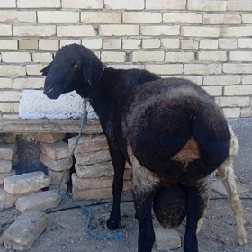 гисар гоч