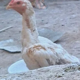 paroda towyk