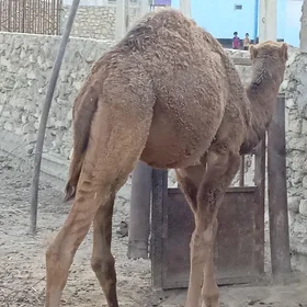 ogşuk