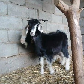 bakilan geçi