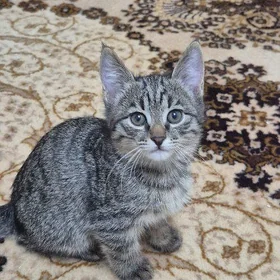 отдадим котёнка в добрые руки