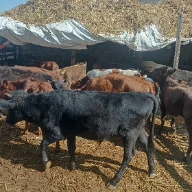 öküzçe tüwe öküz göle