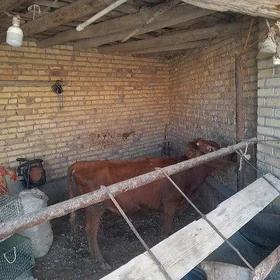 унажын