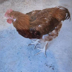 Towuklar