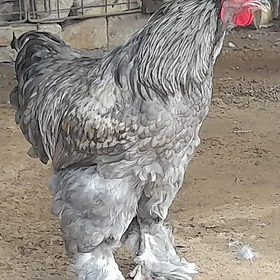 brama horoz