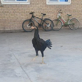 horaz