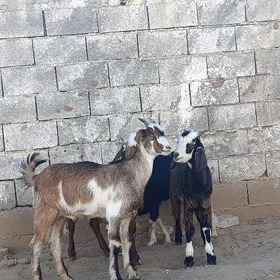 pakistan cebisler