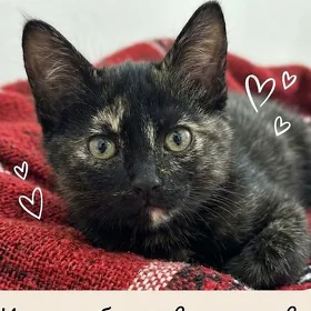 котенок