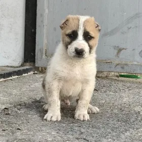 köpek