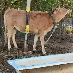 Tohum Şiwet Tüweler 3 Sany