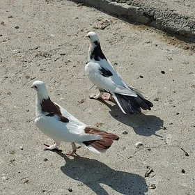 kepderi кепдери