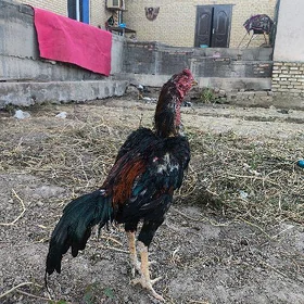 Horaz