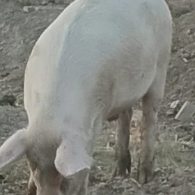 Donuz
