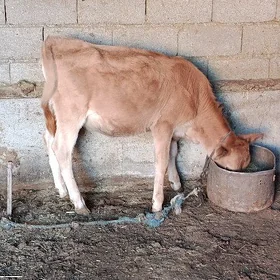 Göle