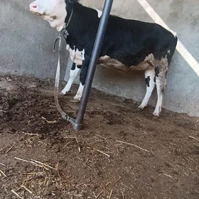Tuwe galşteyn