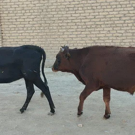 meŷdan ôkúz