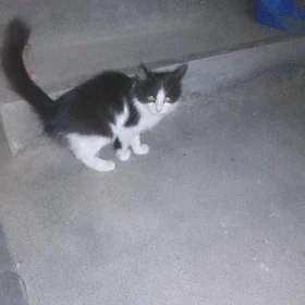 pişik çaga