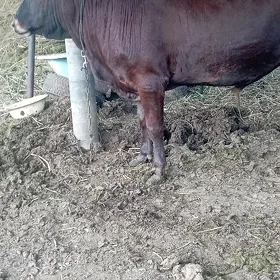 Òkúz