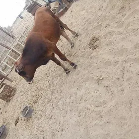 öküz