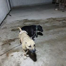 pidbull pitbull