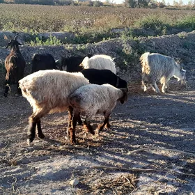 Goçkar guzy, urkaçy guzy