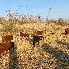 yetik boğaz sygyrlar