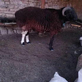 şahli goç