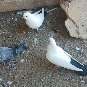 kepderi