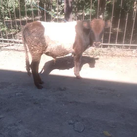 okuzce