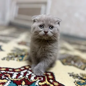 pişik