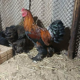 arginal brama