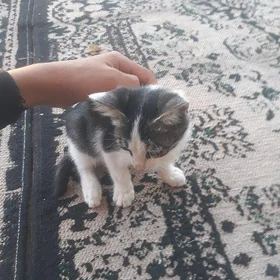 pişik