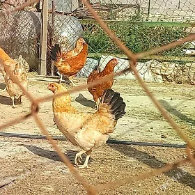 towuk çykan