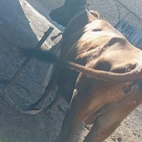 yetik bogaz sygyr