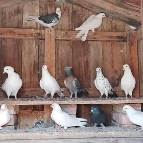 kepderi