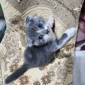 Шотландские