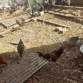 Ataks paroda 6 aýlyk horazlar