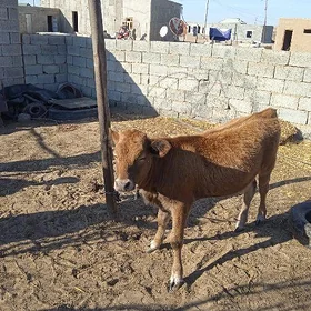 göle
