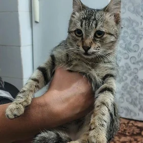pishik