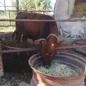 ökiz