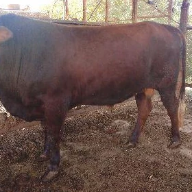 ökiz bakylan