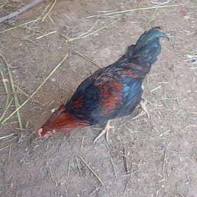 horaz