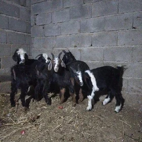 Doğ