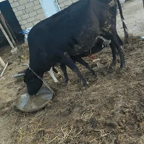 Sygyr göleli
